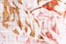CORAIL